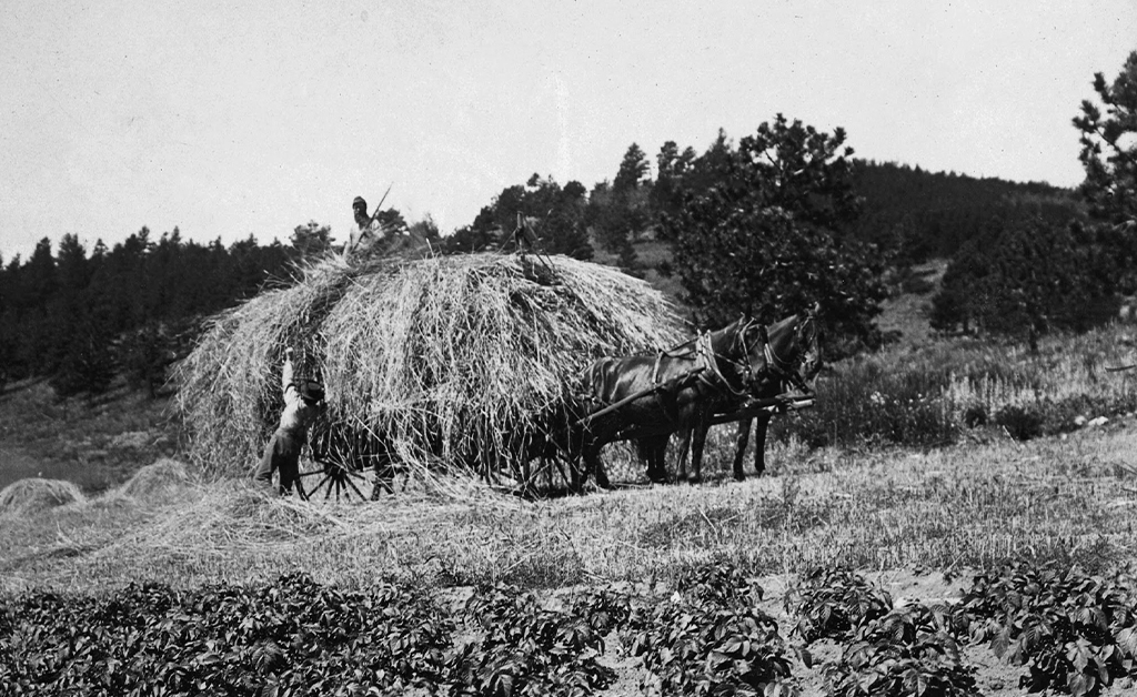 Farming hay in Gold Hill