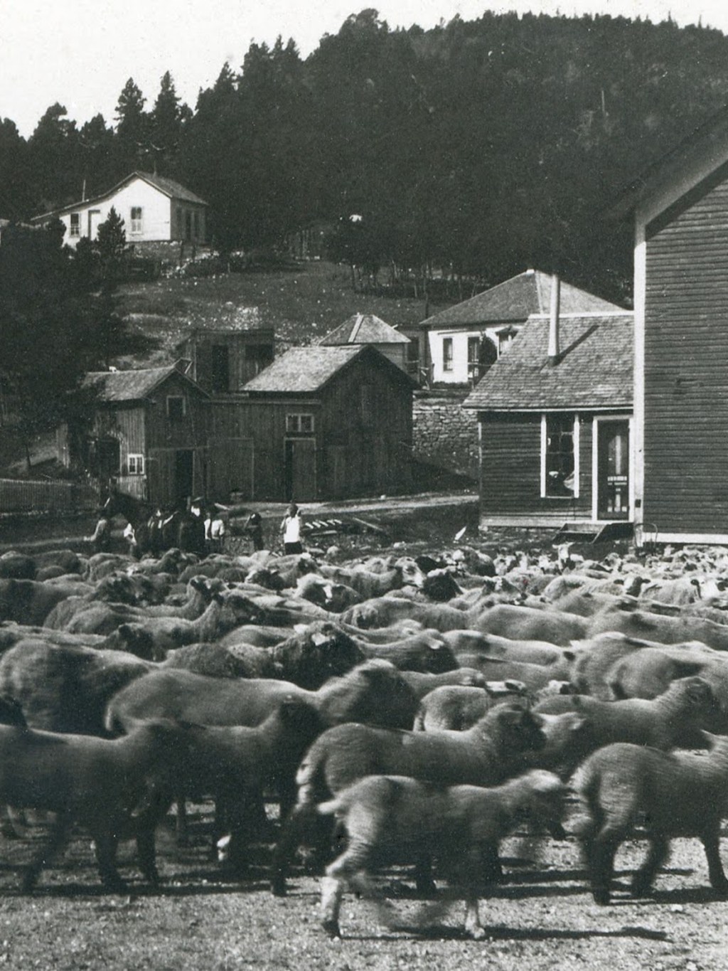 Sheep on Main Street in Gold Hill